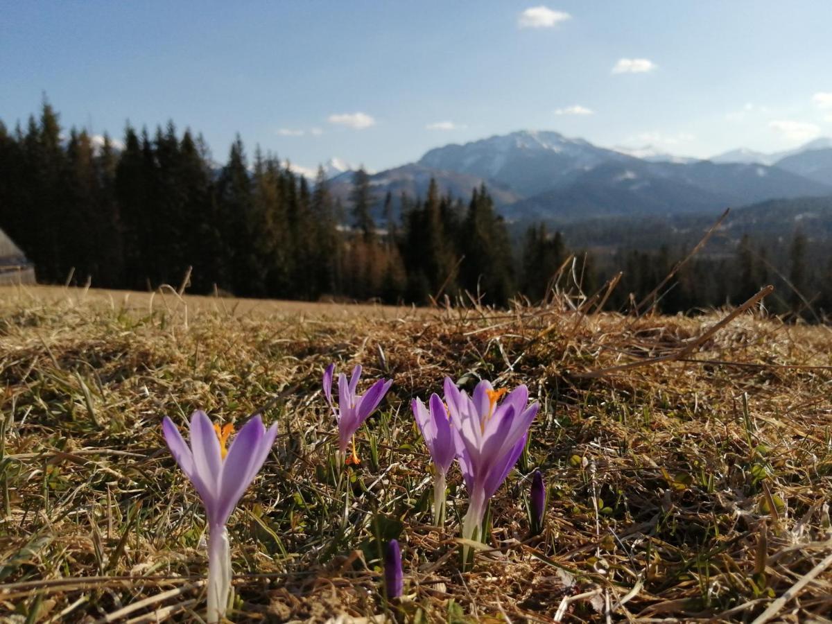 Apartamenty Plazowka Koscielisko Luaran gambar
